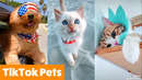 TikTok Pets That Will Make You Smile