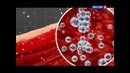 Наука 2.0. Приключения тела. Испытание голодом