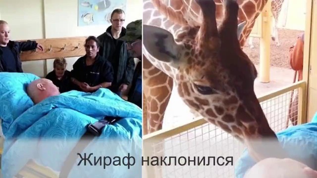 Жираф поцеловал на прощание работника зоопарка! Вот что случилось