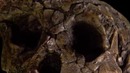 Становление человека. Серия 1 Первые шаги. Документальный фильм