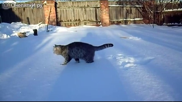 Первая и последняя зимняя прогулка кота