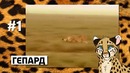 10 бешеных рекордов скорости