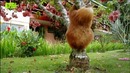 Маленькие ленивцы учатся лазать