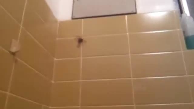 Паук в ванной