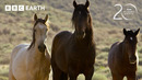Stallions Battle for Dominance | 20 Years of Planet Earth | BBC Earth