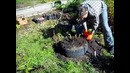 Адвокат Егоров – Картофель в соломе, в сфагнуме (мох) и в коробе