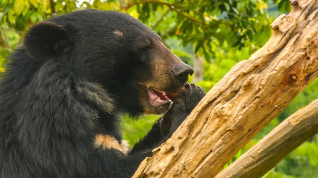 Feeding 39 Hungry Moon Bears Takes A Military-Style Mission! | BBC Earth