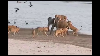 Молодой слон переживет атаку Львов