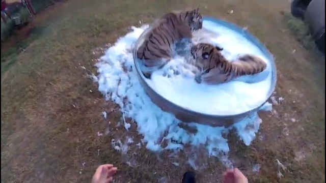 Тигры принимают пенную ванну