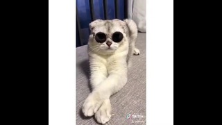 Кошка на очках