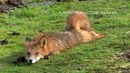 Кот и лиса. Знакомство