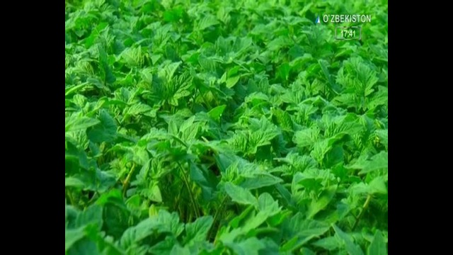 АгроОлам кўрсатувининг янги сони 26.02.2019