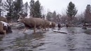 Вымершие и живые саблезубые животные