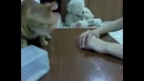 Кот проголодался