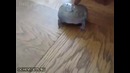 Реакция лягушки на прикосновение