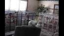 Танцующий попугай