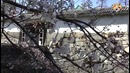 Ненужные Японские Правила
