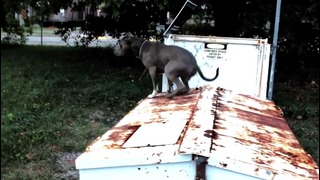 Best ultimate pit bull protection guard dog attack trained family pitbull k9 Achilles – YouTube
