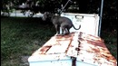 Best ultimate pit bull protection guard dog attack trained family pitbull k9 Achilles – YouTube