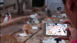 Сириец спас сотню бездомных кошек в Алеппо