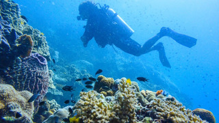 Дайверов-туристов превращают в защитников Большого Барьерного рифа