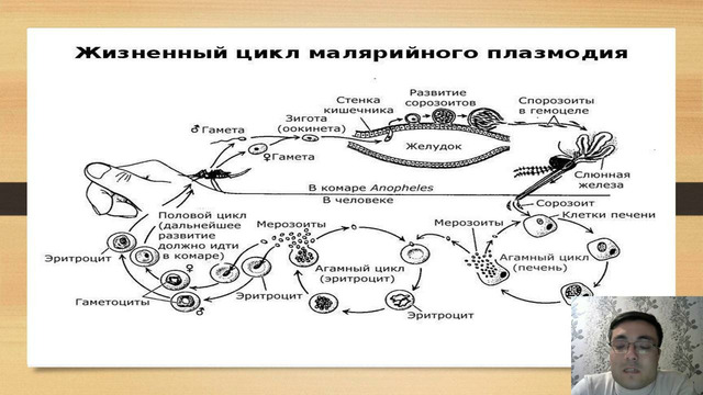 Малярийный плазмодиум