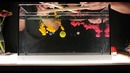 Ink In Motion