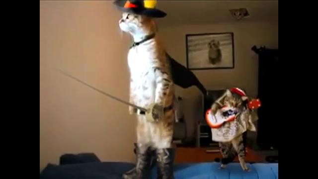 Реальный кот в сапогах