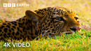 The Amazing Wildlife of Africa in Stunning 4K | BBC Earth