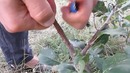 Окулировка для новичков – просто и доступно о прививке деревьев