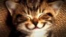 Ролик который поднимет настроение