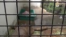 Капибара в Японии. Не только котики могут быть милыми:3