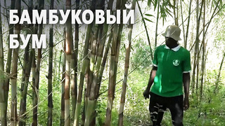 Бамбуковых ферм становится всё больше в Уганде