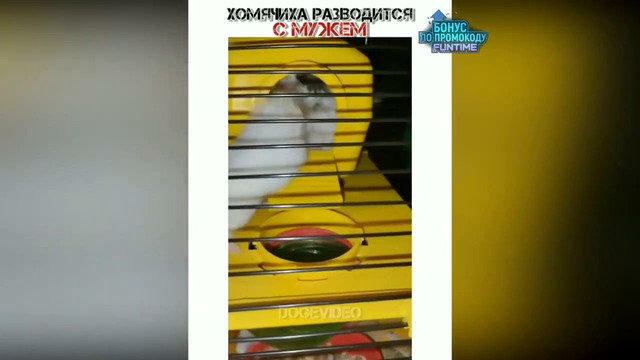 Я ржал до слез 30 Минут Русских приколов 2022 Смешные видео – Лучшие ПРИКОЛЫ #49