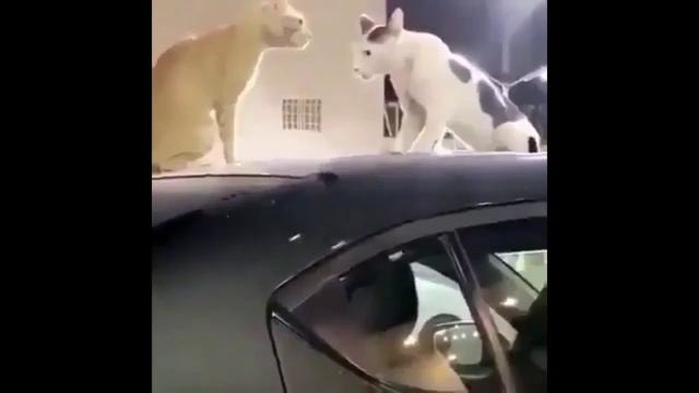 Разборки кошек