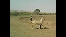 Asrlar sadosi 2012 – лошади