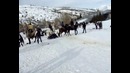 Заехали под лошадь