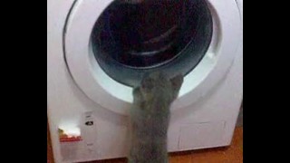 Когда кот научился стирать