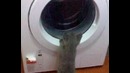 Когда кот научился стирать