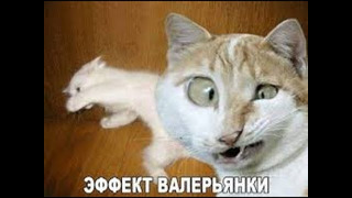 Funny cat & Смешные КОТИКИ 15 11 2019