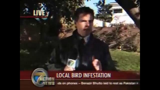 Птица и репортер