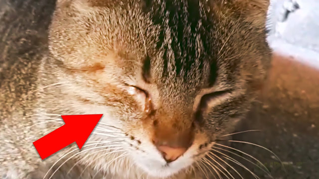 Посмотри! 10 Потрясающих спасений животных