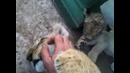 Как убаюкать львенка
