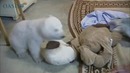 Полярный медвежонок учится ходить