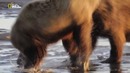 Nat Geo Wild: Империя гризли