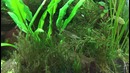Амановская креветка