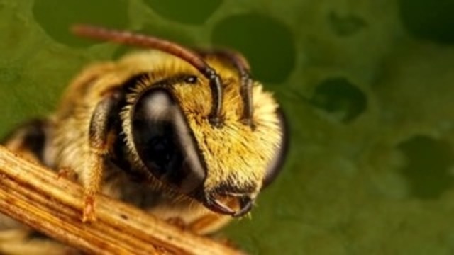 Почему пчела умирает после того как ужалит-1