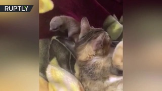 В Пскове кошка взяла на воспитание двух детёнышей суриката