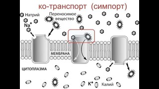 Биология – Мембрана клетки и транспорт