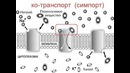 Биология – Мембрана клетки и транспорт
